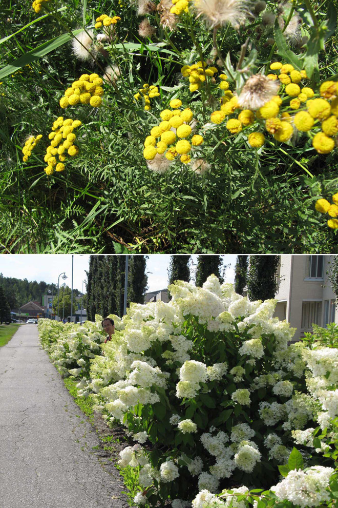 写真・植えられている花