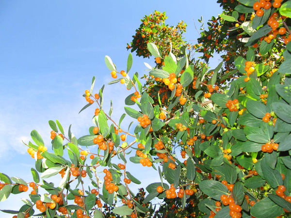 写真・植えられている花