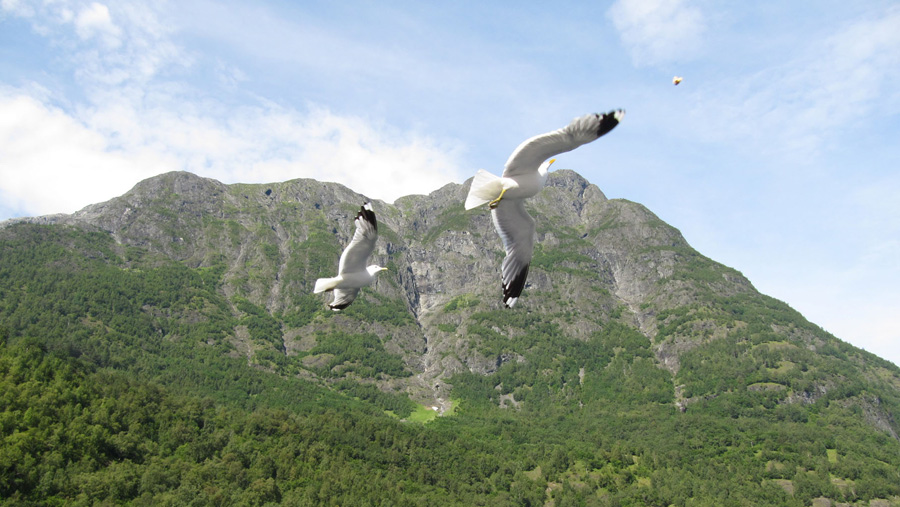 写真・船のあとを追いかけてくるカモメ