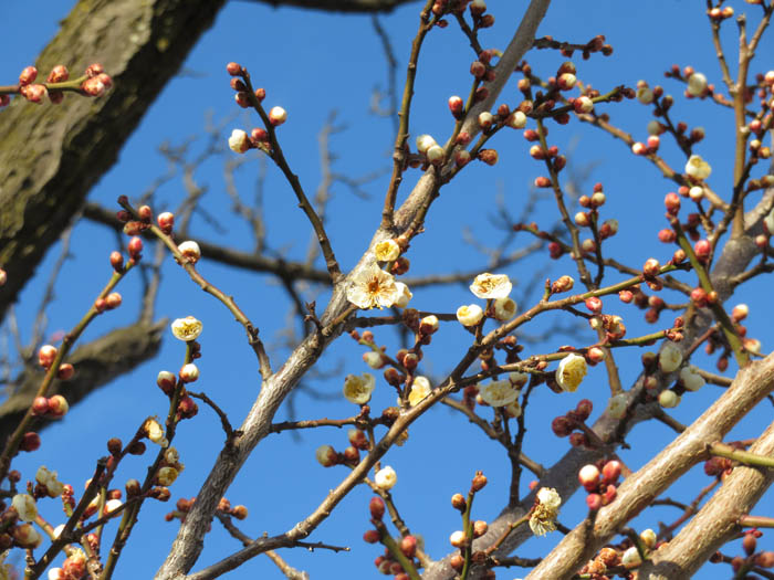 梅の花：城山公園