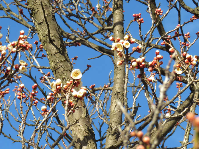 photo：梅がほころんだ：城山公園