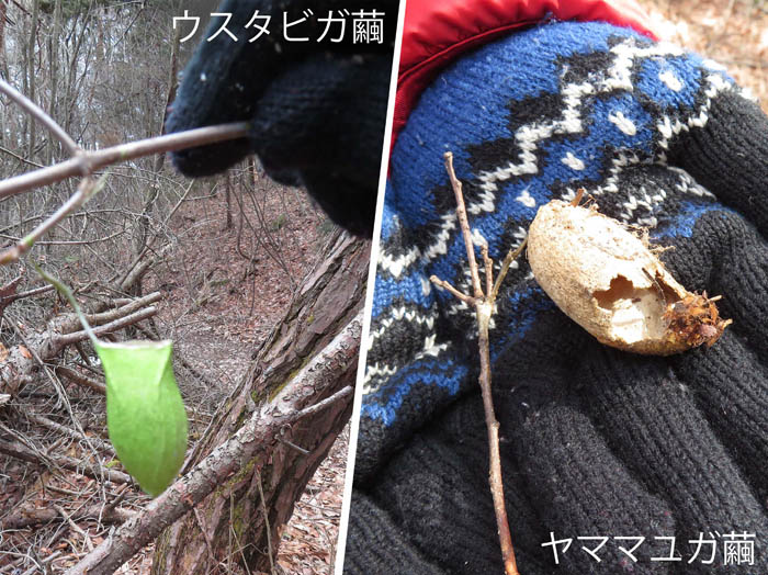 photo：ウスタビガ・ヤママユガの繭：地附山