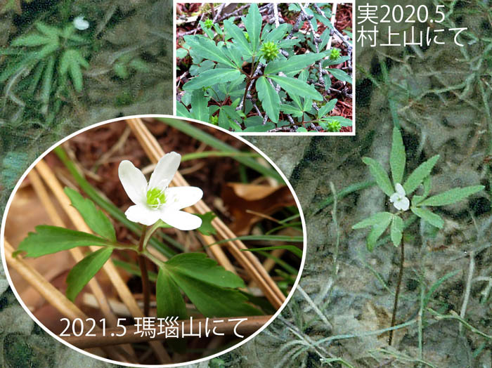 photo：木陰にひっそりヒメイチゲ：茶臼山