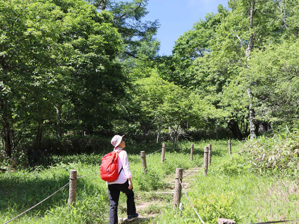 photo：森の中を登る：甘利山