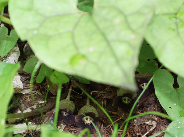 photo：ウスバサイシン：戸隠森林植物園