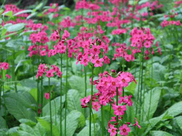 photo：クリンソウの群落：戸隠森林植物園