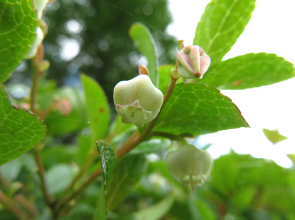 photo：シラタマノキ：戸隠森林植物園
