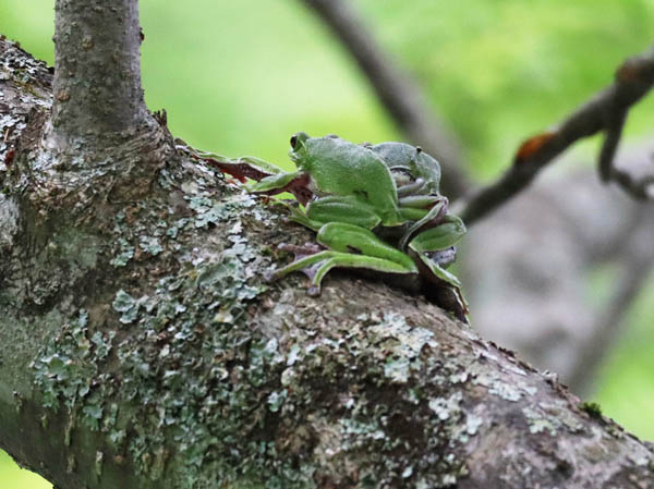 photo：モリアオガエル：戸隠森林植物園