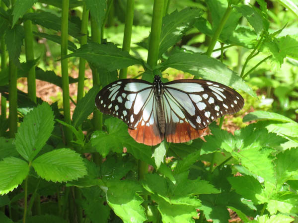 photo：モリアオガエル：戸隠森林植物園