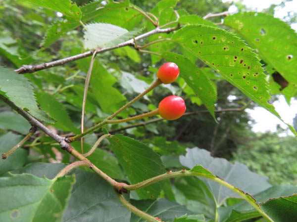 photo：ヤマザクラ実：地附山