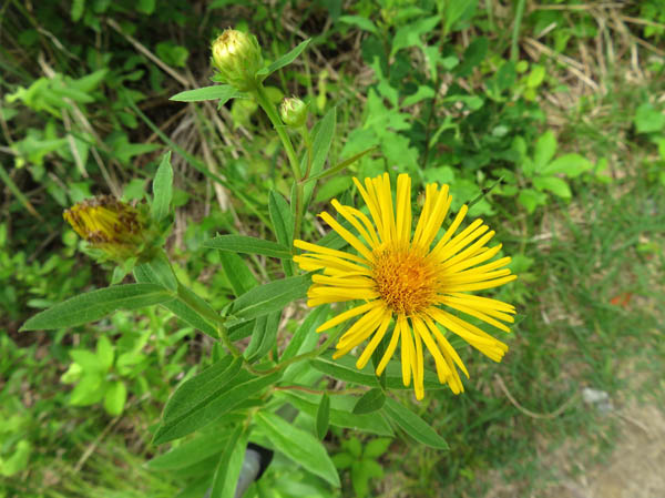 photo：カセンソウ：地附山