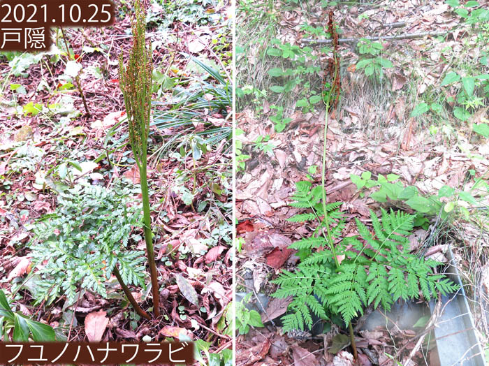 photo：ナツノハナワラビ：地附山とフユノハナワラビ：戸隠
