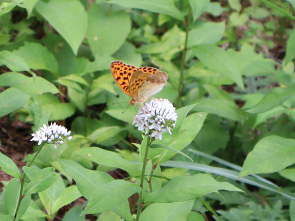photo：ヒョウモンチョウの仲間：飯綱高原