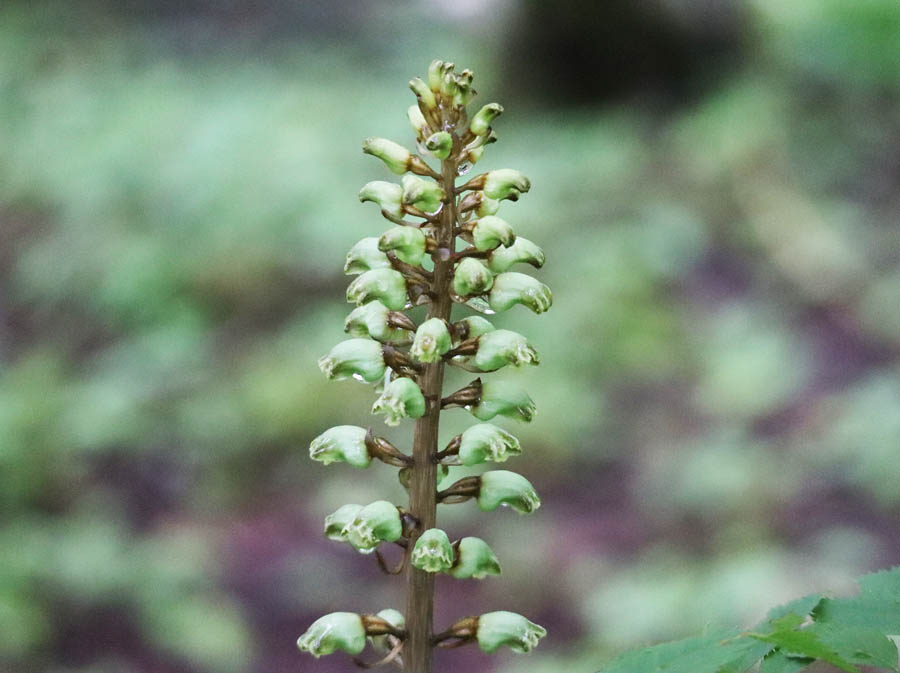 photo：オニノヤガラの花：志賀高原