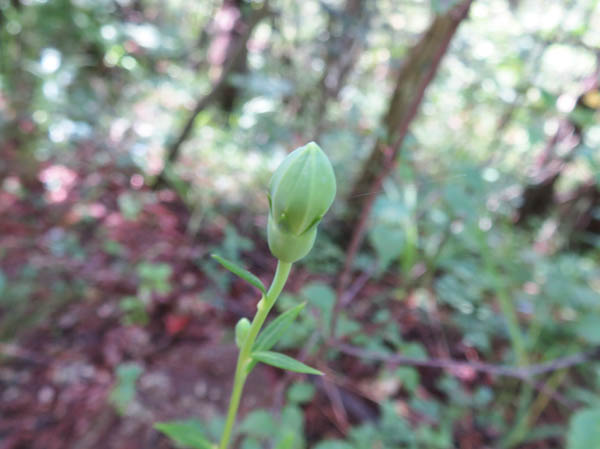 photo：キキョウの蕾：地附山