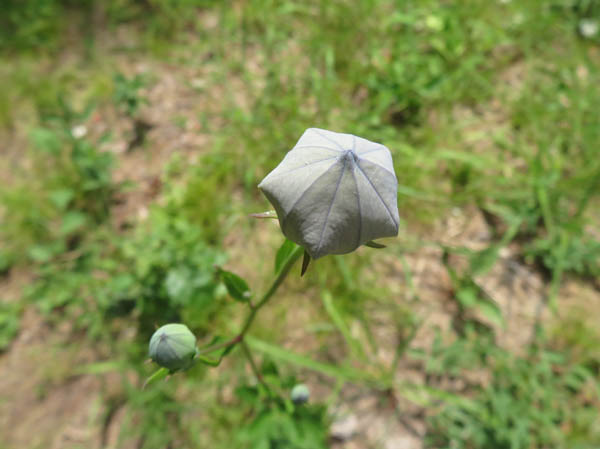 photo：キキョウの蕾：地附山