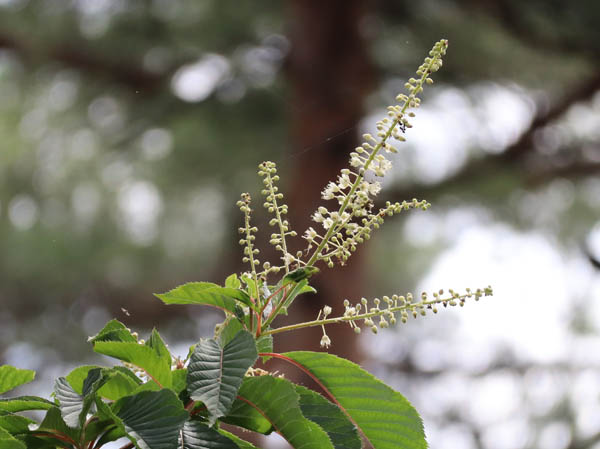 photo：リョウブの花：地附山