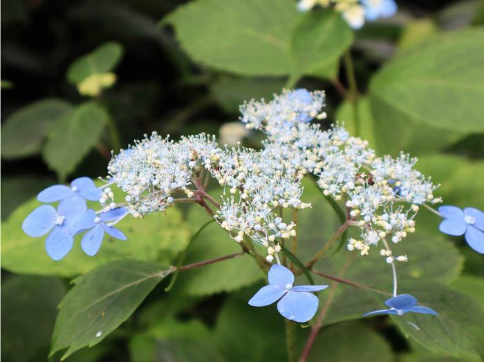 photo：エゾアジサイ：戸隠森林植物園