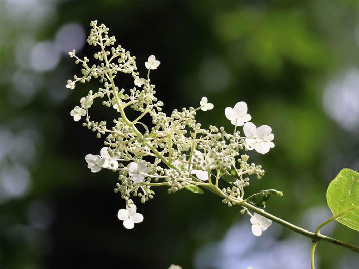 photo：咲き出したノリウツギ：戸隠森林植物園
