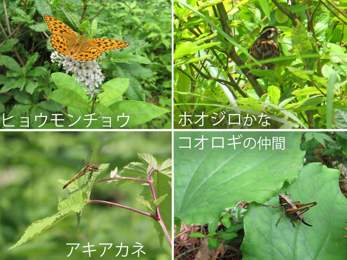 photo：ヒョウモンチョウ,ホオジロ？,アキアカネ,コウロギの仲間：飯綱高原一の鳥居苑地