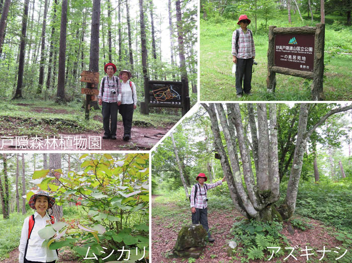 photo：戸隠森林植物園,飯綱高原一の鳥居苑地