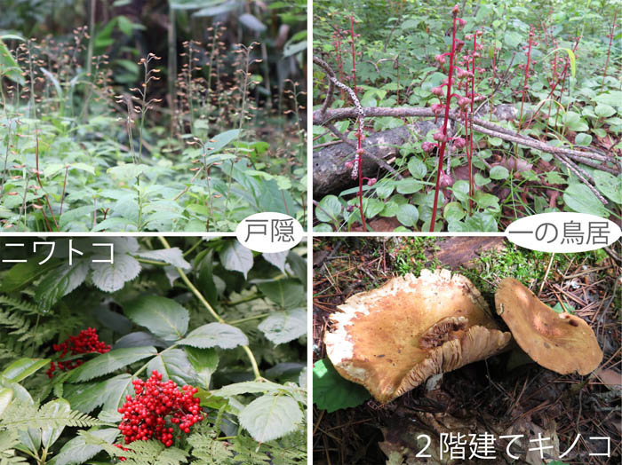 photo：ズダヤクシュ,ベニバナイチヤクソウ,ニワトコ,巨大２階建てキノコ：戸隠森林植物園,飯綱高原一の鳥居苑地