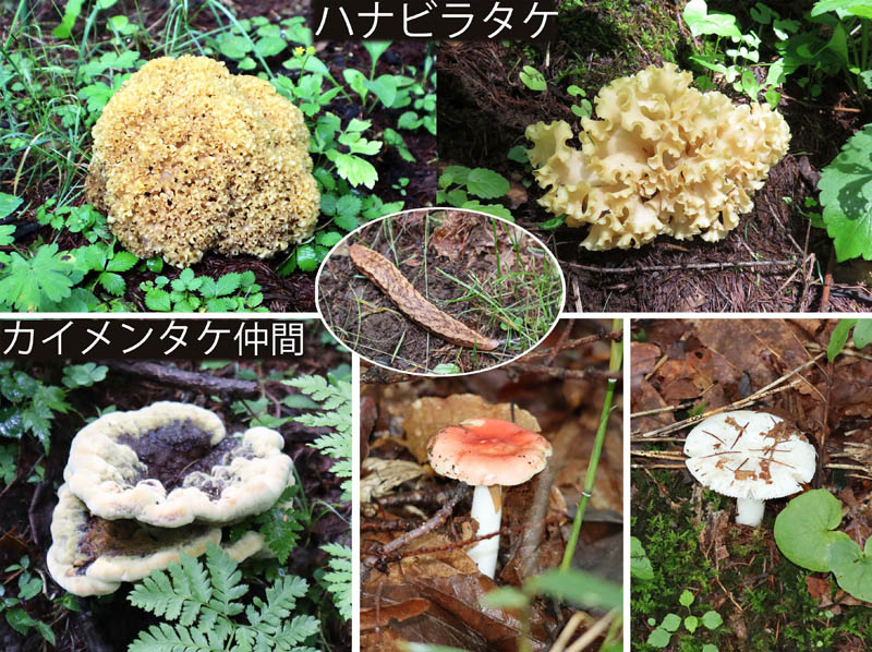 photo：キノコを食べるというヤマナメクジ：戸隠森林植物園