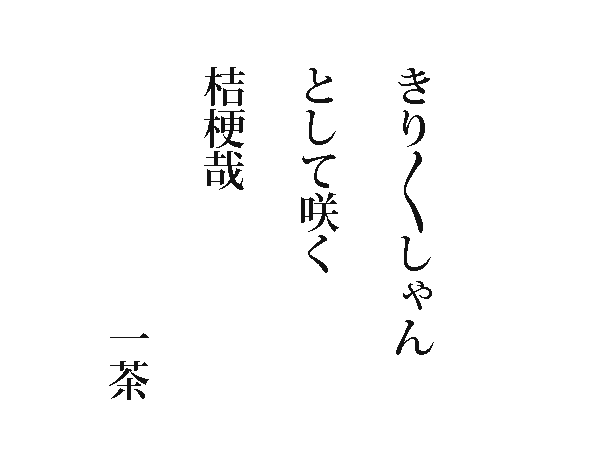 photo：きりきりしゃんとして咲く桔梗哉