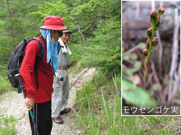 photo：モウセンゴケ群生地で,モウセンゴケ実：地附山