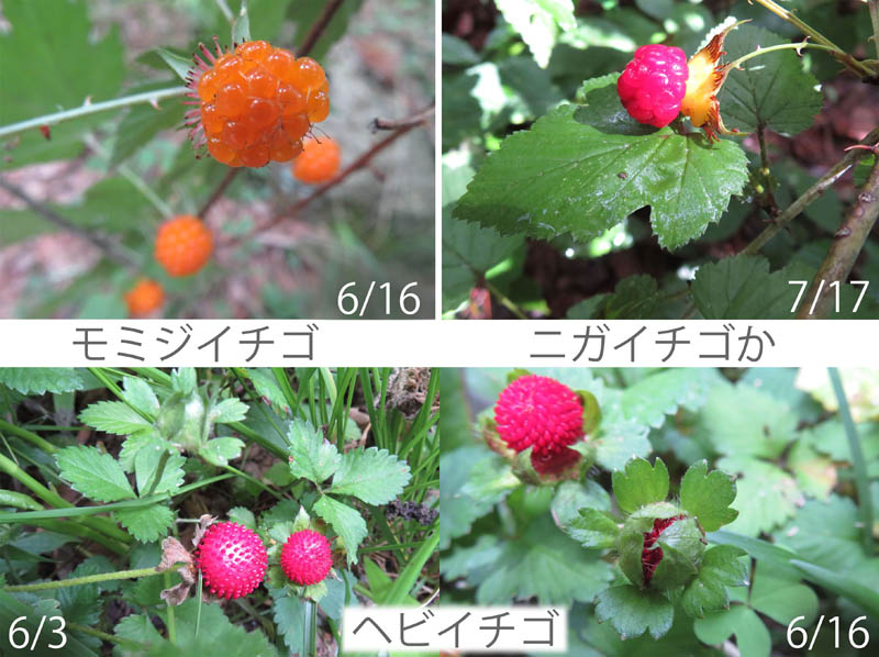 photo：モミジイチゴ,ニガイチゴ,ヘビイチゴ：地附山