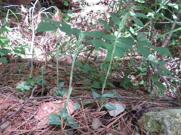photo：ミヤマウズラの蕾：地附山