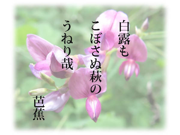 photo：白露・芭蕉