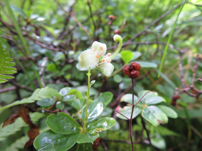 photo：ミヤマホツツジ：篭ノ登