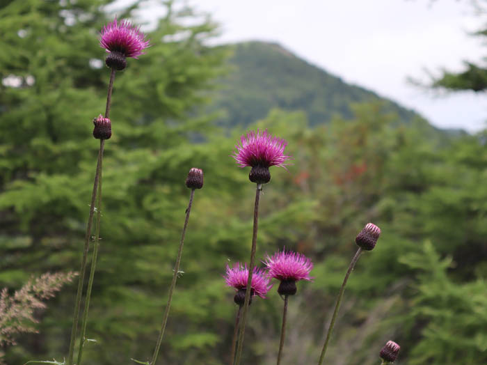 photo：ノアザミと東篭ノ登山：池の平