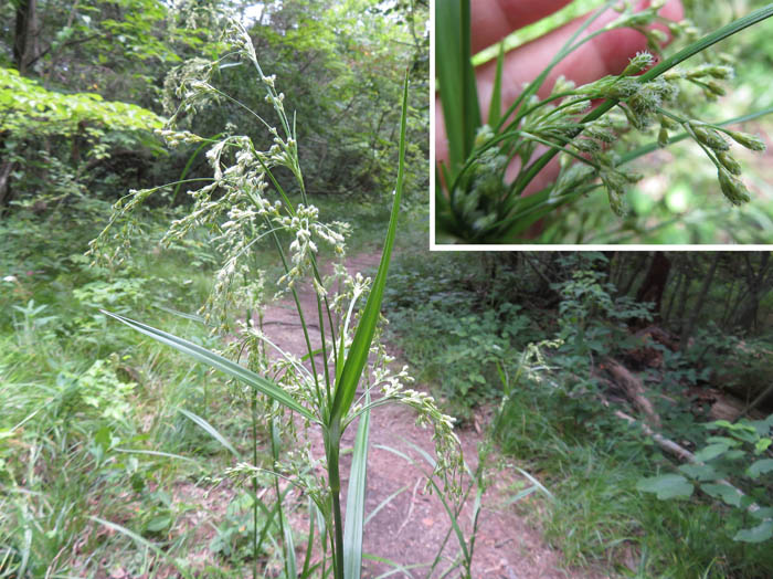 photo：アブラガヤの仲間だろうか：地附山