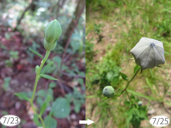 photo：桔梗の蕾がふくらんだ：地附山