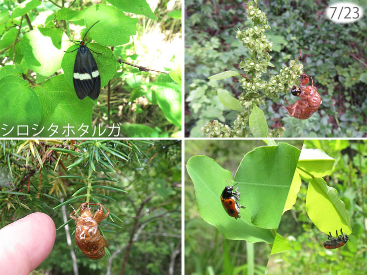 photo：シロシタホタルガ,セミの抜け殻,テントウムシ：地附山