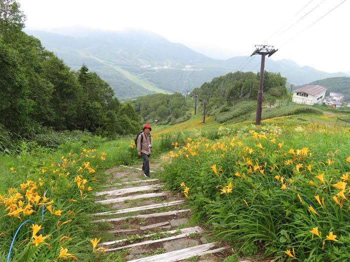 photo：ゲレンデ一面ニッコウキスゲ：志賀高原東館山スキー場