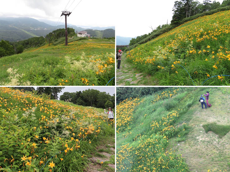 photo：ニッコウキスゲのオレンジ色のゲレンデ：志賀高原東館山