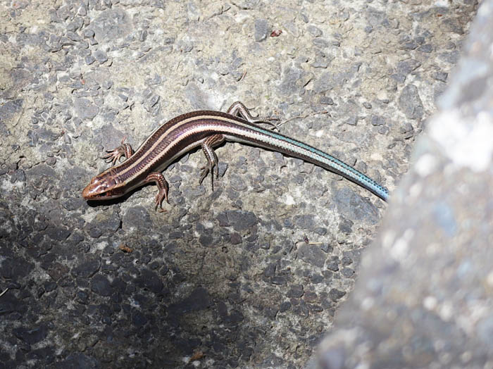 photo：ヒガシニホントカゲ：地附山