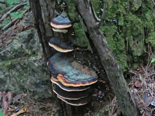 photo：ツガサルノコシカケ：地附山