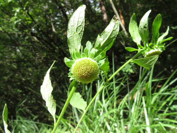 photo：オオガンクビソウ：地附山