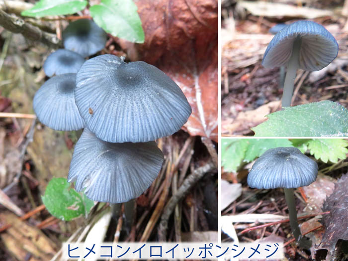 photo：ヒメコンイロイッポンシメジ：地附山
