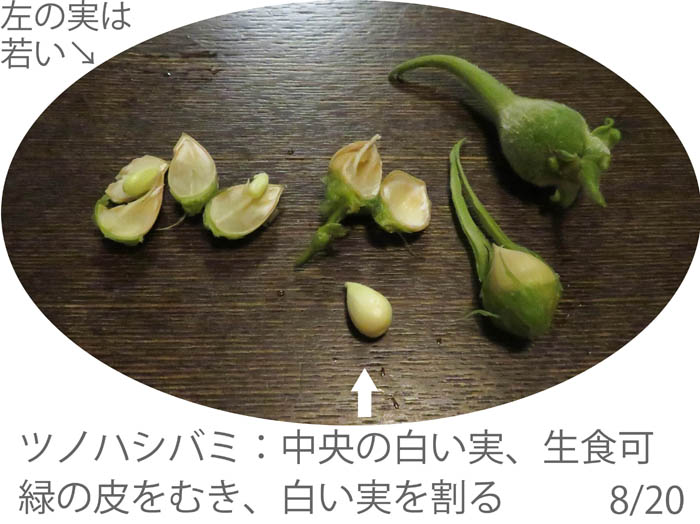 photo：ツノハシバミの実：地附山山頂