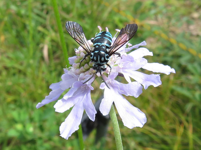 photo：マツムシソウとBlue Bee・ルリモンハナバチ：地附山