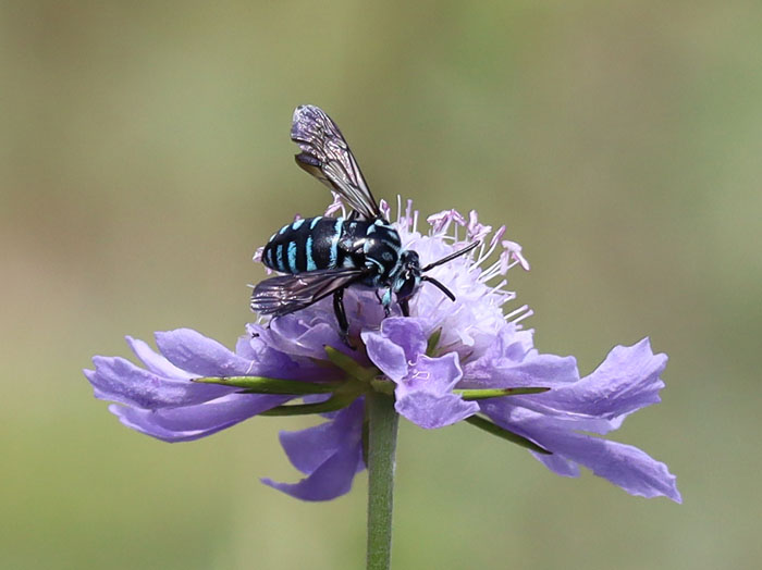photo：マツムシソウとBlue Bee・ルリモンハナバチ：地附山