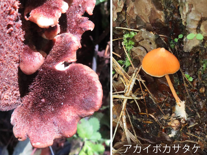 photo：アカイボカサタケ：地附山