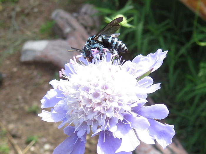 photo：ルリモンハナバチの体に花粉がついている：地附山山頂