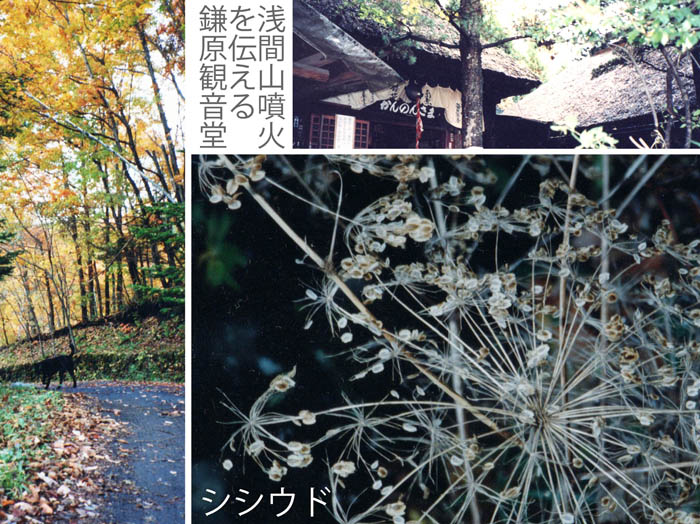 photo：北軽井沢の秋19941029：北軽井沢