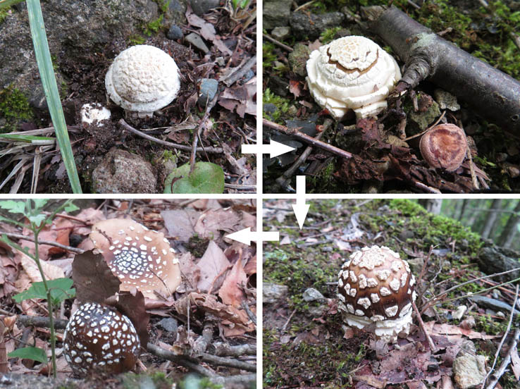 photo：ガンタケかテングタケか：地附山